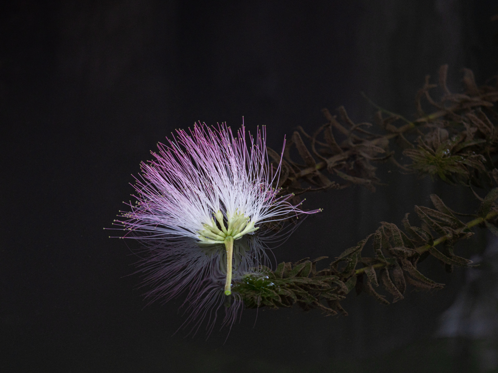 とまっていた花？