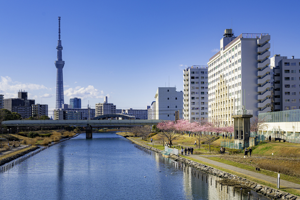 超春日和＾＾￥河津桜⑤