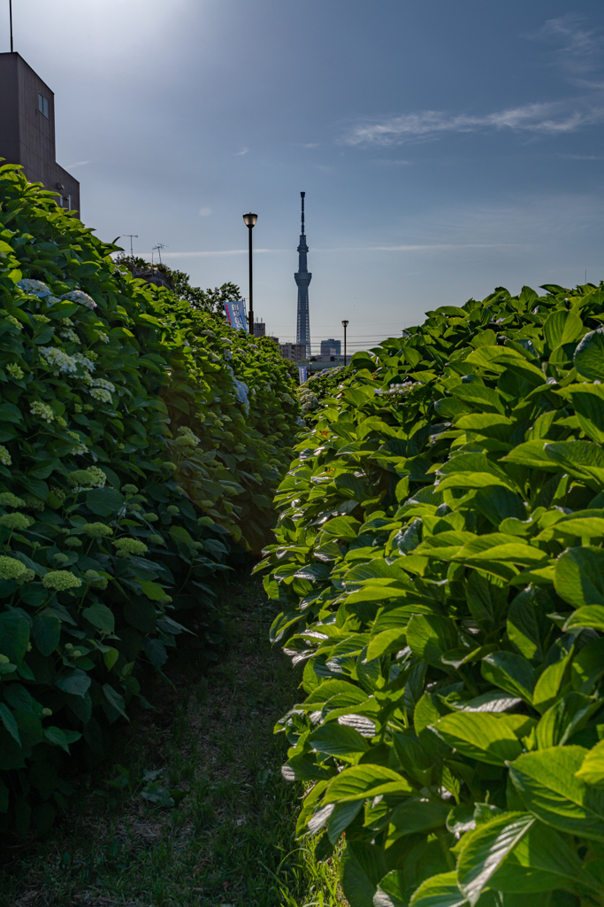 紫陽花の季節到来！ 新芽とスカイツリー