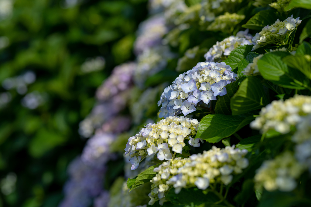 紫陽花の季節到来！　薄蒼薄黄！