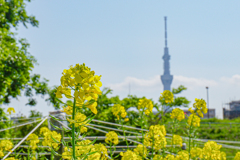 菜の花とスカイツリーの背比べ＾＾￥