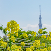 菜の花とスカイツリーの背比べ＾＾￥