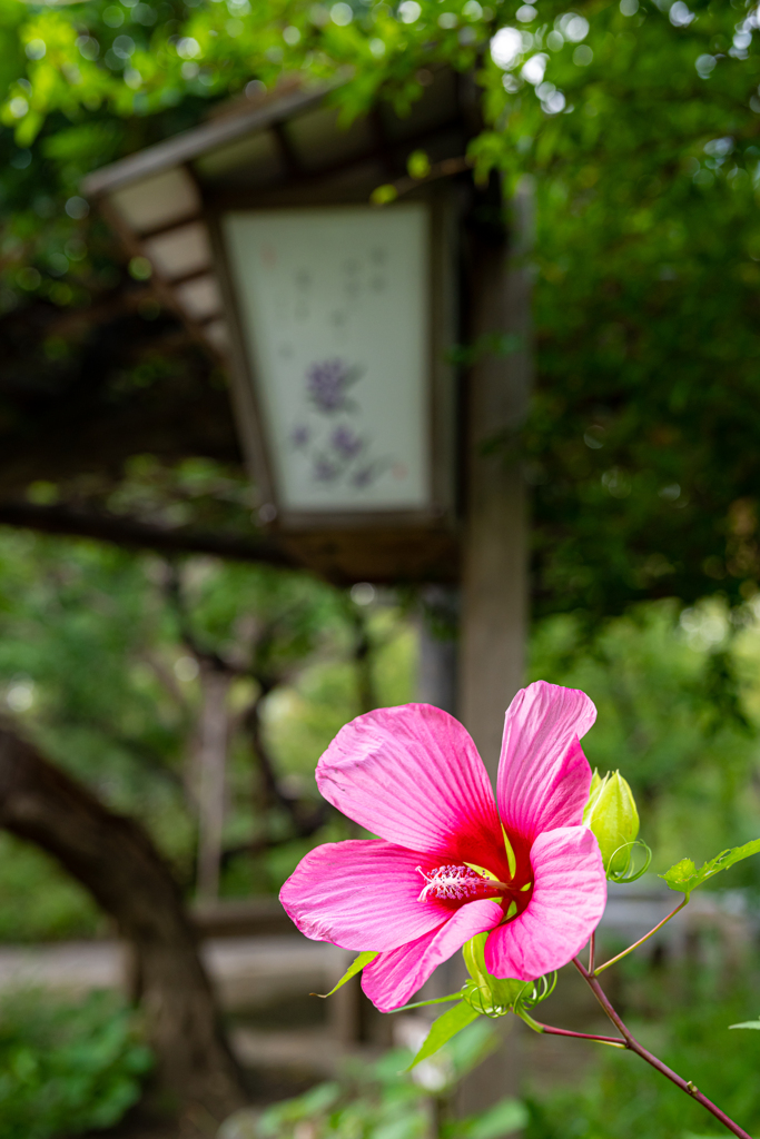 向島百花園 灯篭と花