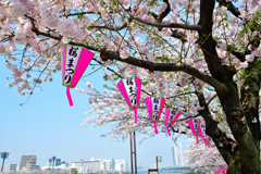 隅田川の桜まつりのちょうちん