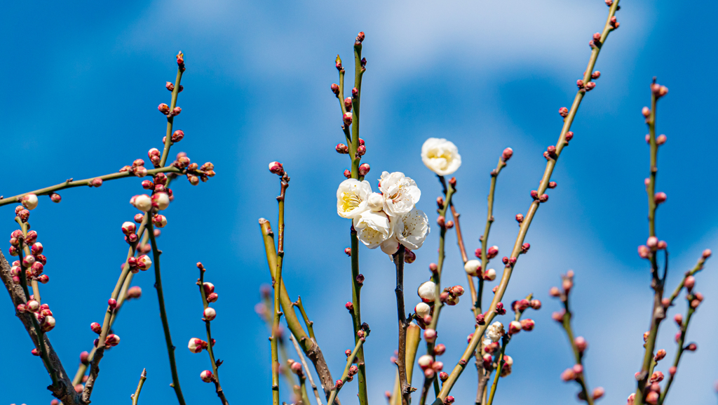 梅～は咲いた～か？桜～はまだかいな＾＾￥