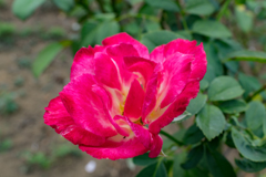 雨の前には単焦点でお花の写真②