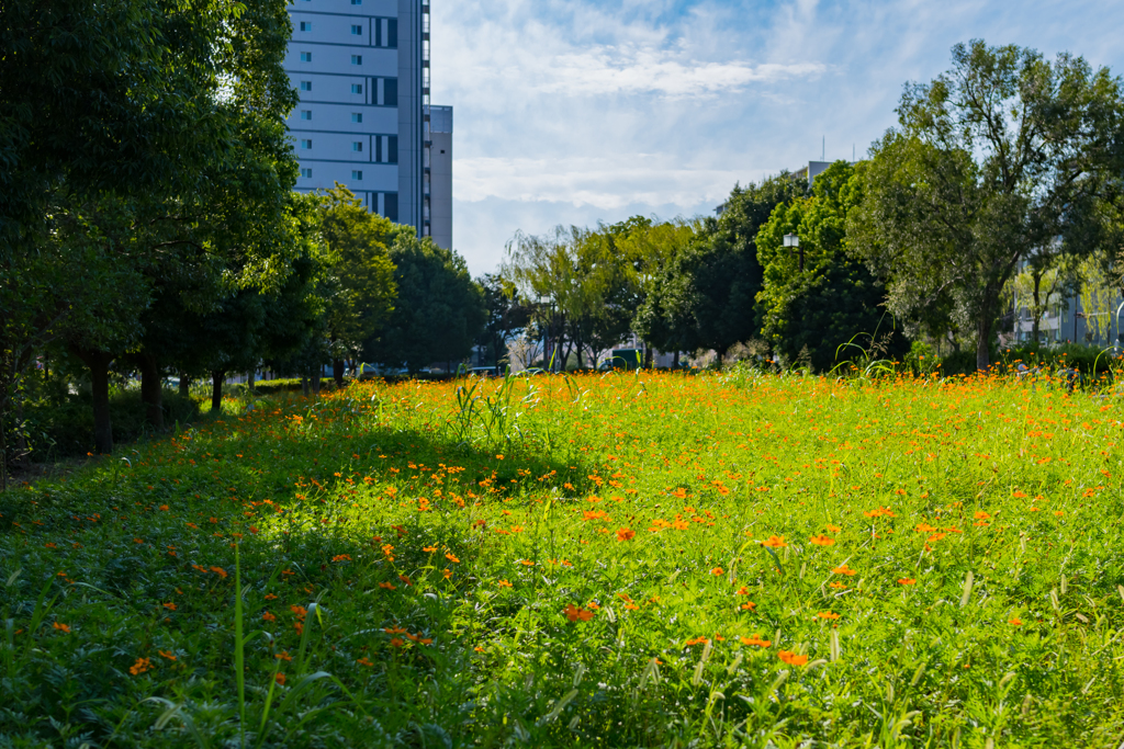 台風が過ぎ去った後の晴天③