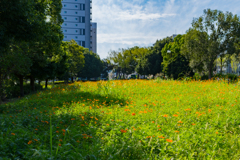 台風が過ぎ去った後の晴天③