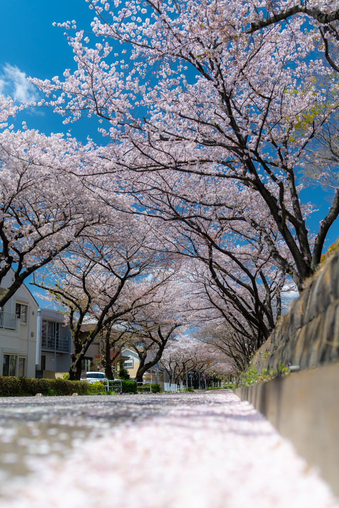 青空と桜と花びらの床