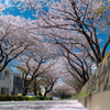 青空と桜と花びらの床