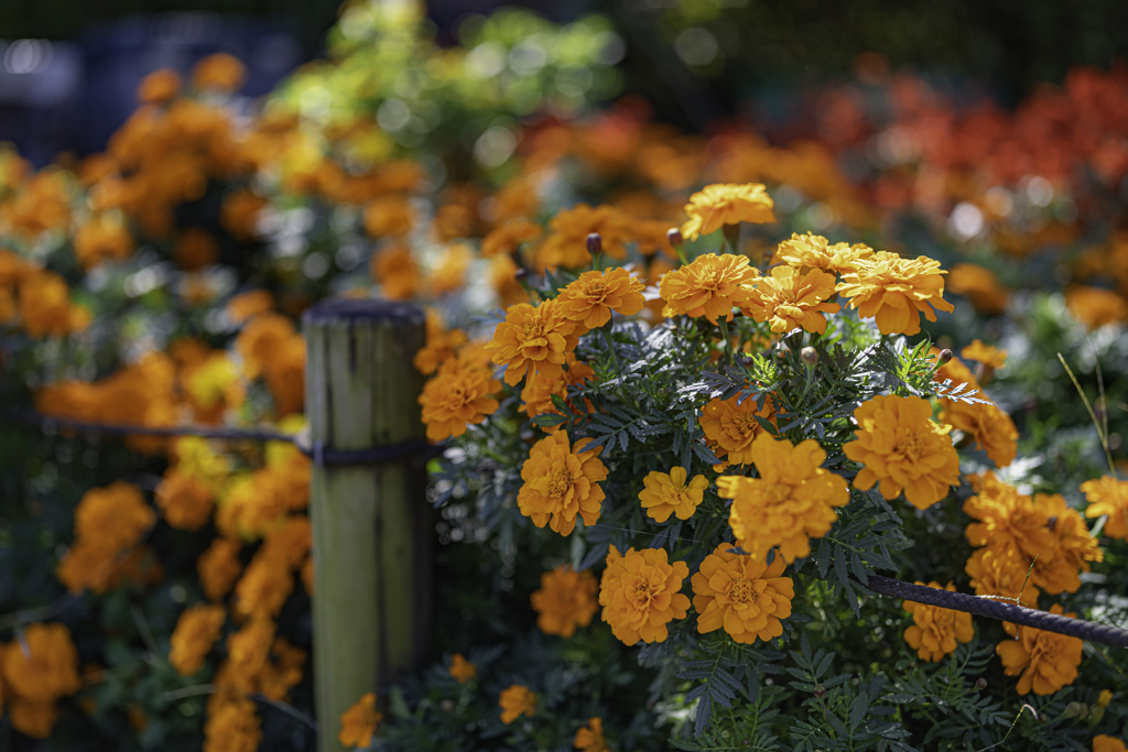 秋の花壇＾＾￥