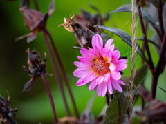 枯草の中の艶やかな花! 枯草の中の艶やかな花!