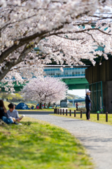 春と桜の賑わい