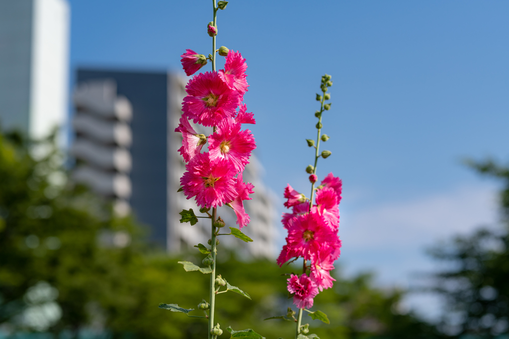 梅雨入り前の　晴れ・たち葵