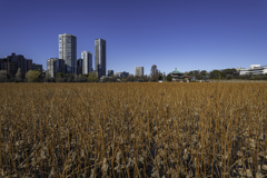 忍んで不忍池www 忍んで不忍池www