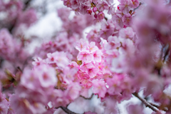 近所の河津桜＾＾￥③　お久しぶりです＾＾￥