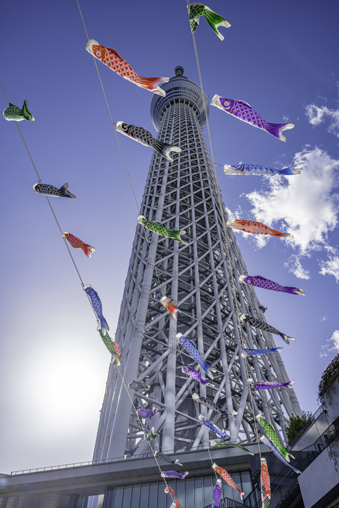 東京スカイツリーと鯉のぼり＾＾￥