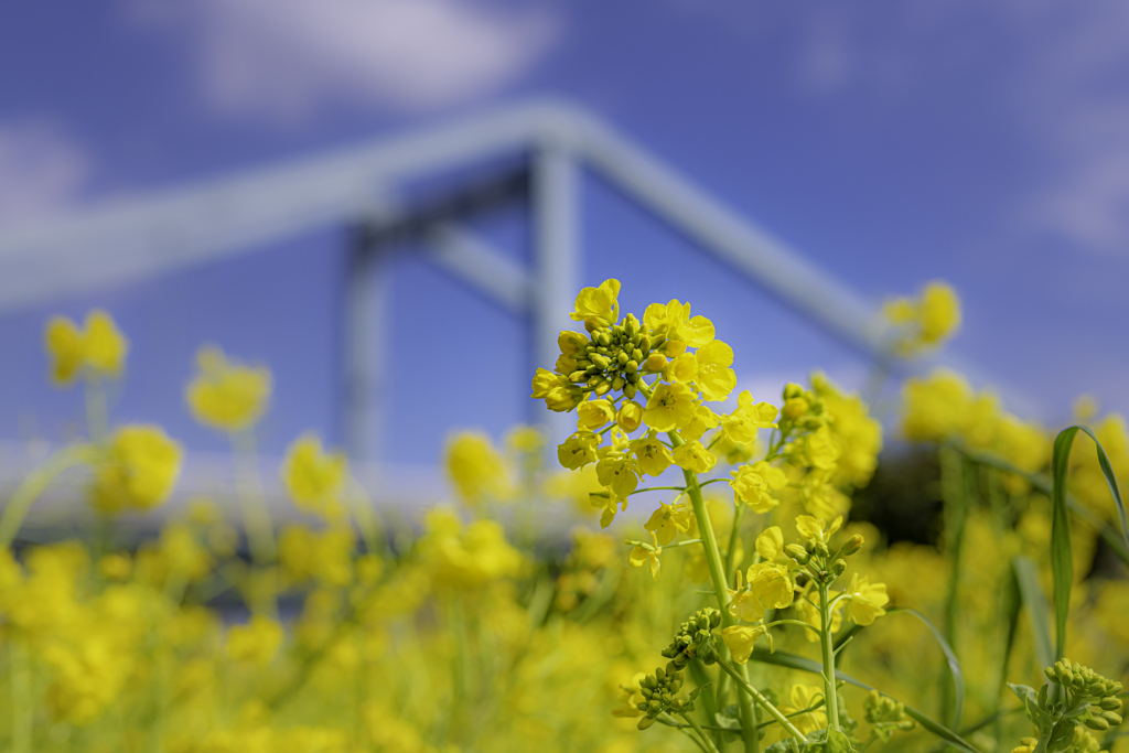 青空と春の花＾＾￥ もういっちょ！