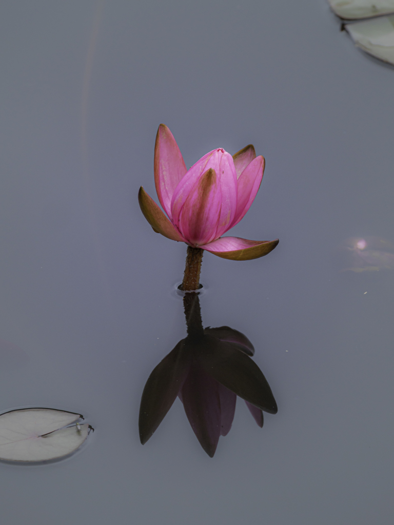 睡蓮＾＾￥