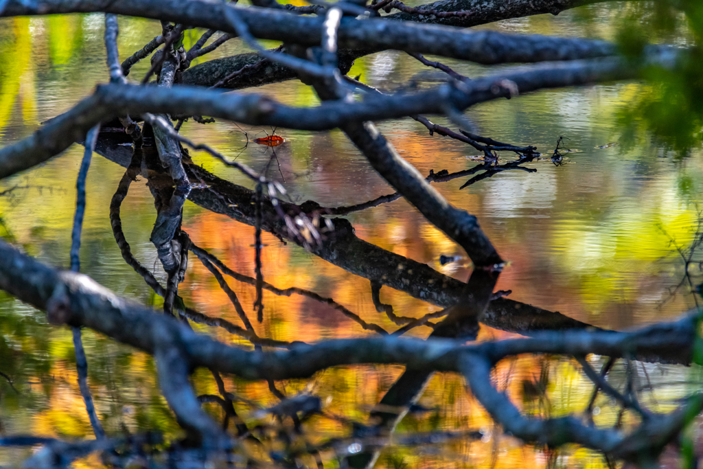 秋深し水面と枝