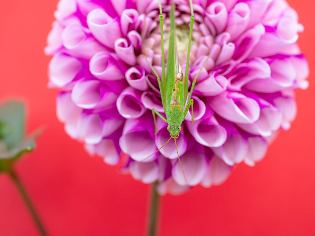 花とキリギリス？②