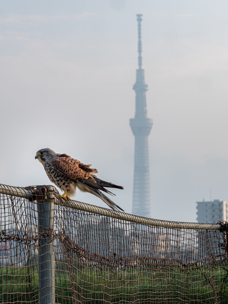 謎の鳥と東京スカイツリー