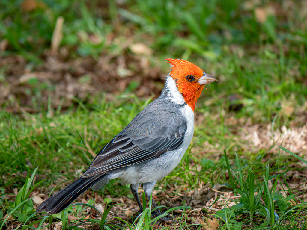 常夏の島は野鳥がいっぱい！③