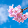 近所の河津桜＾＾￥②　お久しぶりです＾＾￥