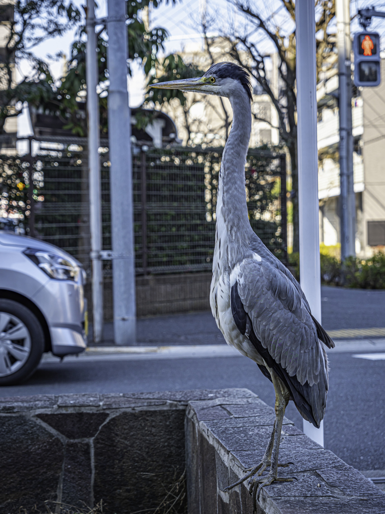 街中のアオサギ①＾＾￥