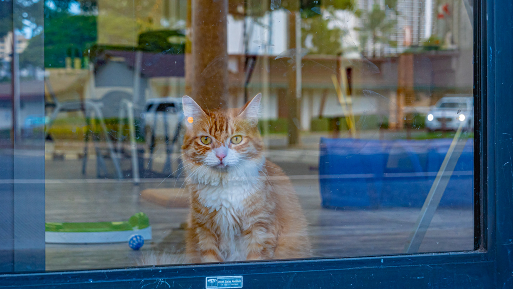 ワイハーのねこ＾＾￥