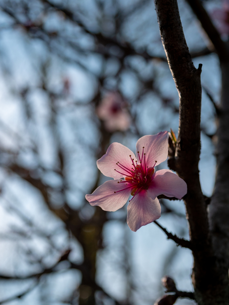 THE 桃の花