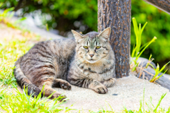 本日の野良猫