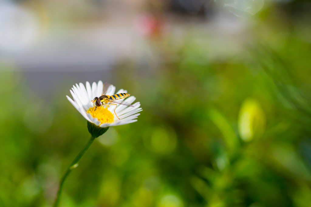 初秋の花と風景と虫たちと①