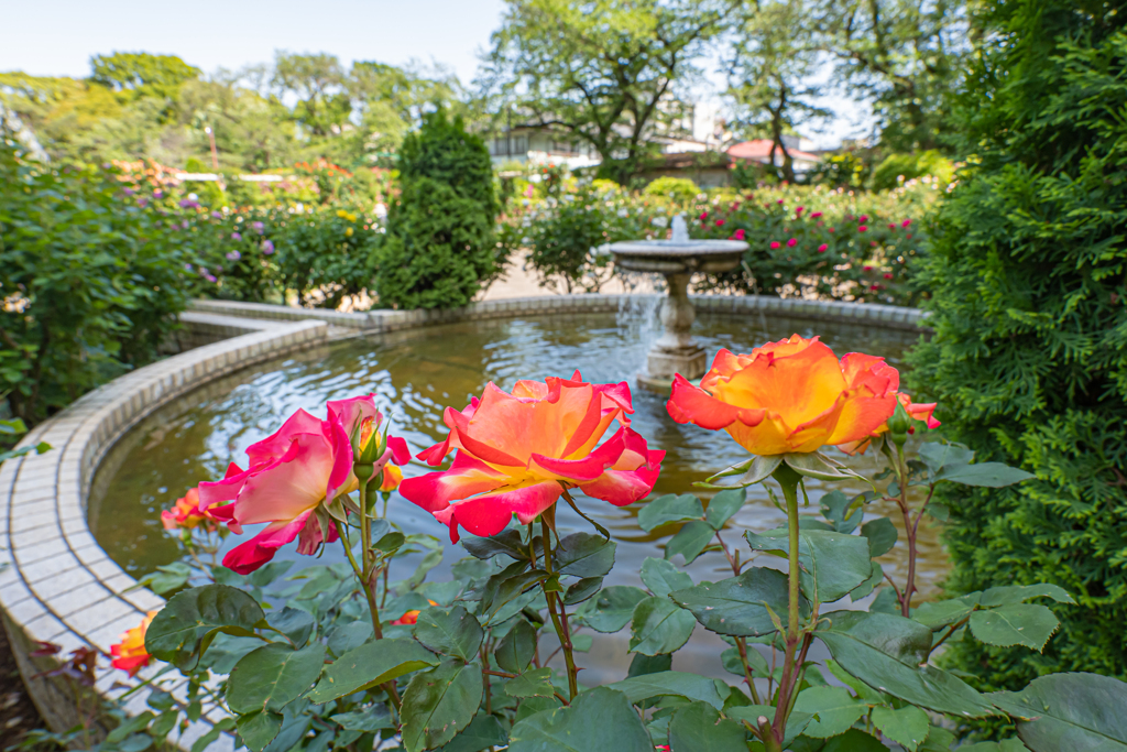 GWの薔薇公園から＾＾￥　キャンディーズ＾＾￥