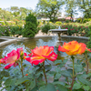 GWの薔薇公園から＾＾￥　キャンディーズ＾＾￥