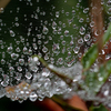雨上がり！　捕らわし雫たち＾＾