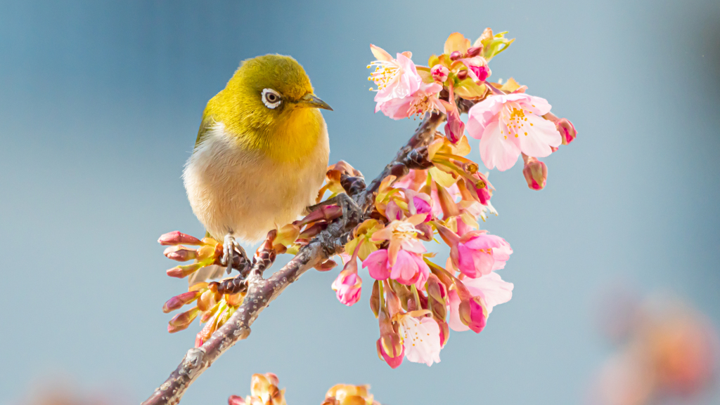 河津桜とメジロ②＾＾￥