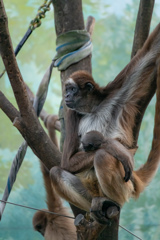 近所のミニ動物園③