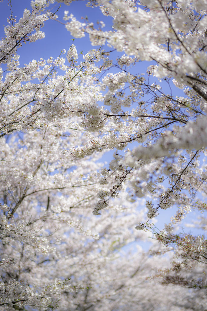 桜2020⑤桜と青空＾＾￥
