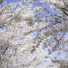 桜2020⑤桜と青空＾＾￥