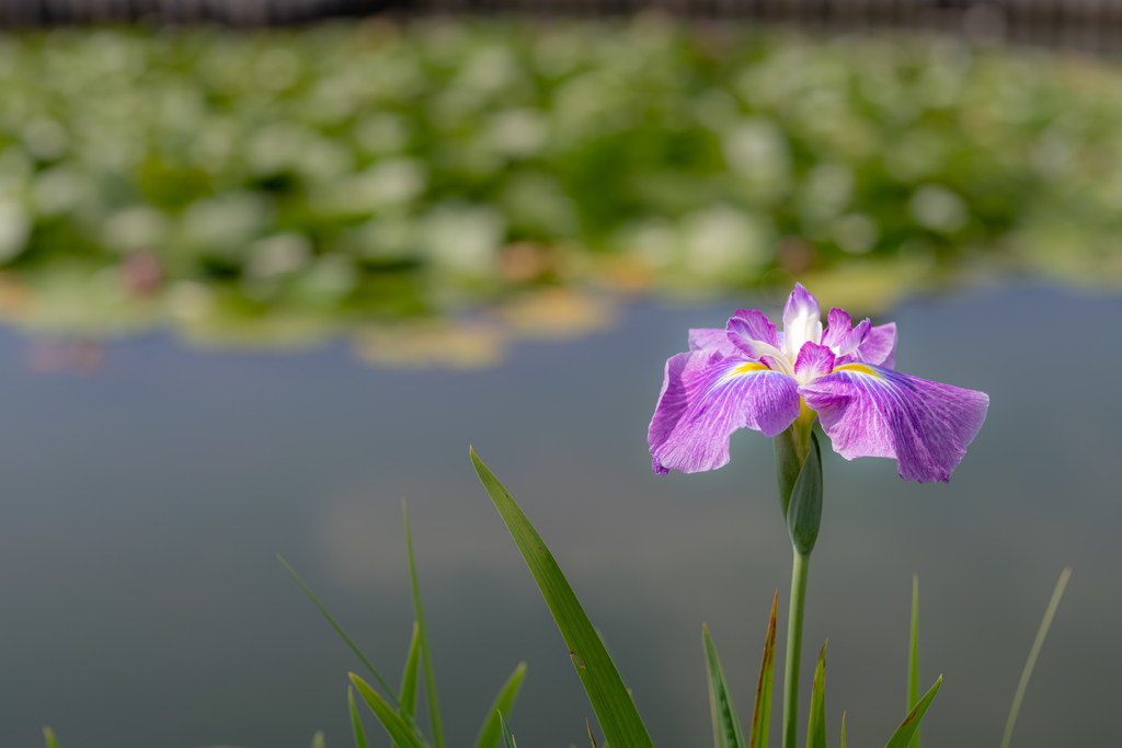 小岩菖蒲園・リターンズ　池のそばで＾＾