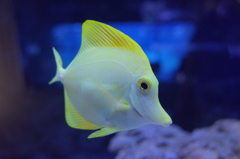 すみだ水族館