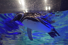 すみだ水族館　ペンギン