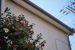 飛び立ち