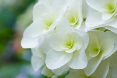 高幡不動 梅雨の花