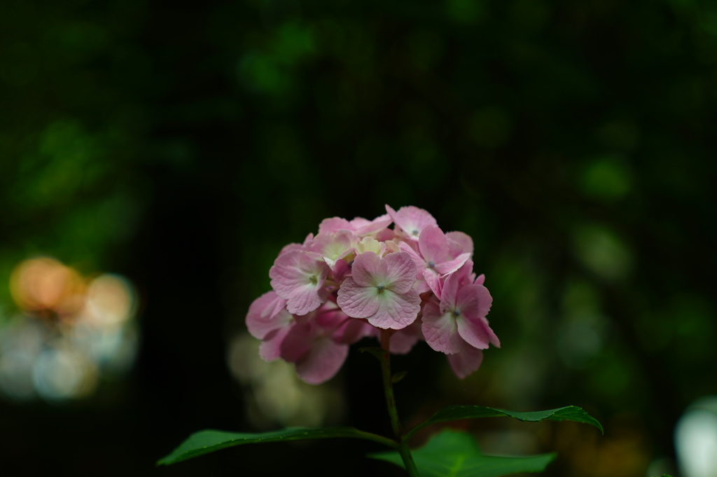 高幡不動