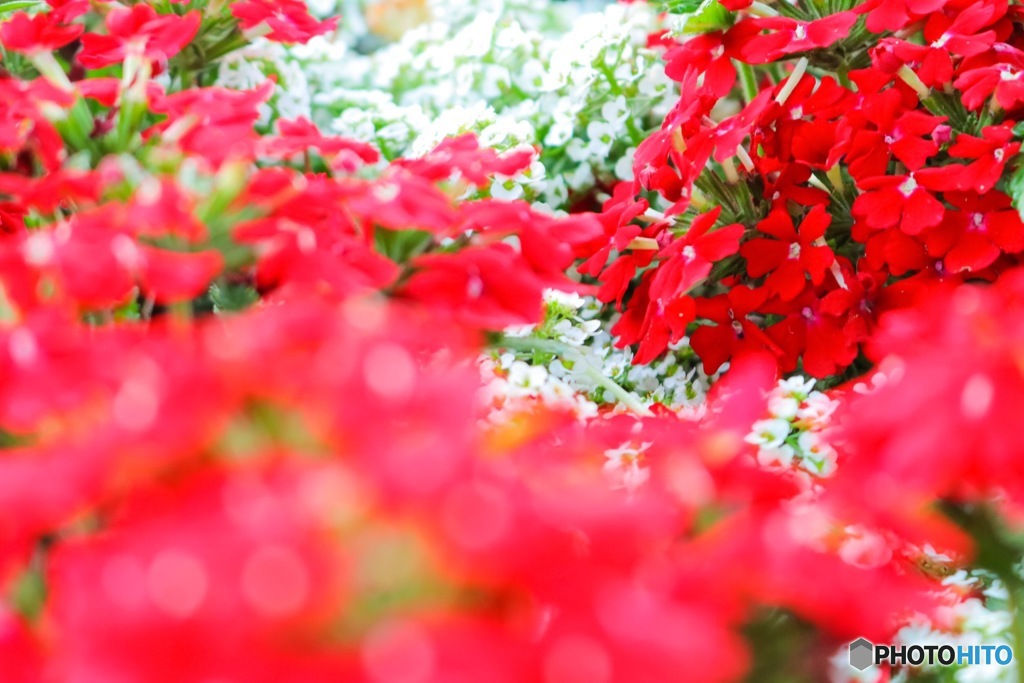 なんのお花かな