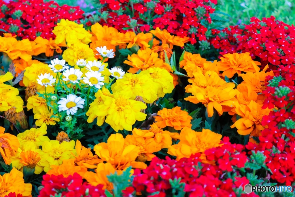 お花