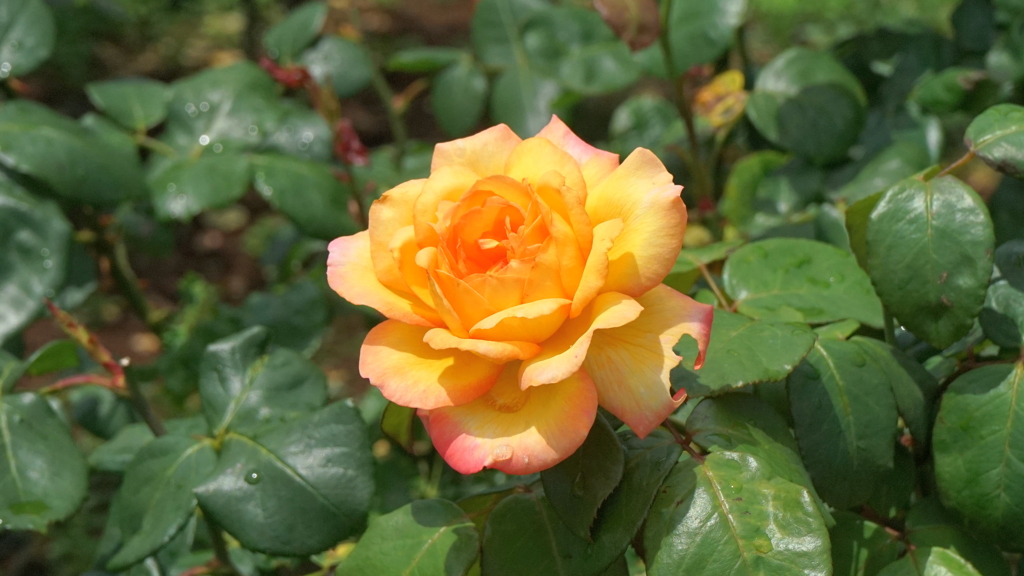 フィリップ ノワレ