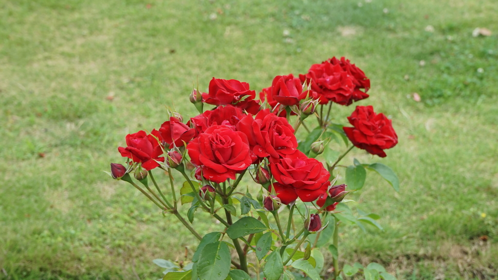 ニコロパガニーニ